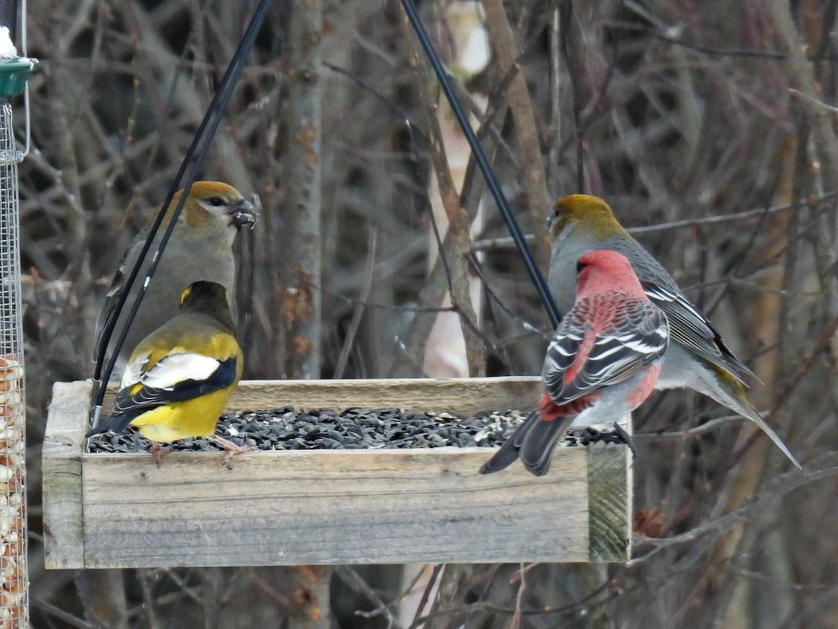 Evening Grosbeak - ML646666126