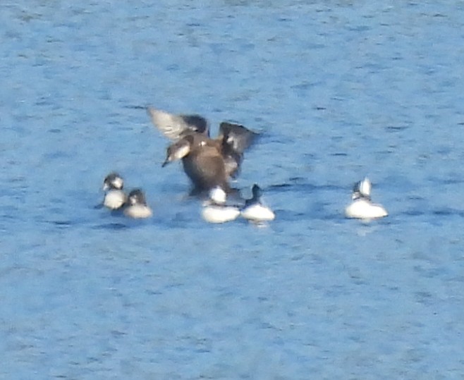 Black Scoter - ML646666127