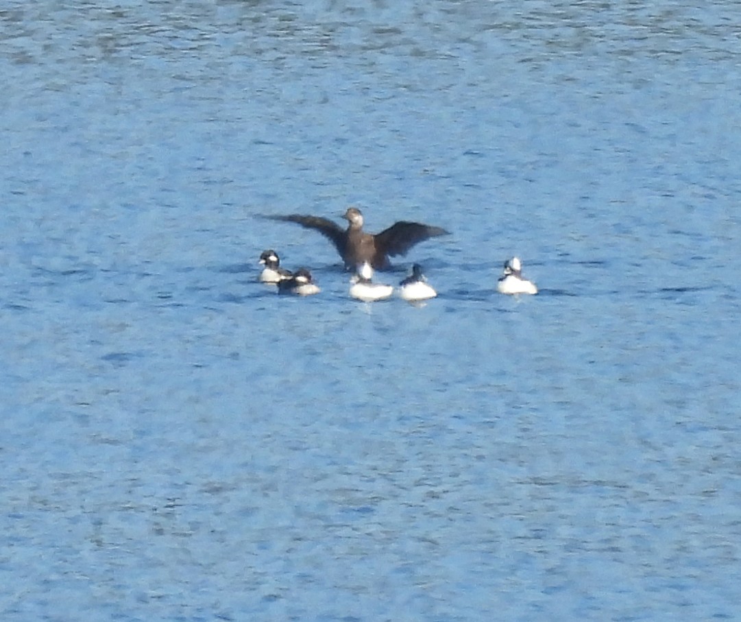 Black Scoter - ML646666128