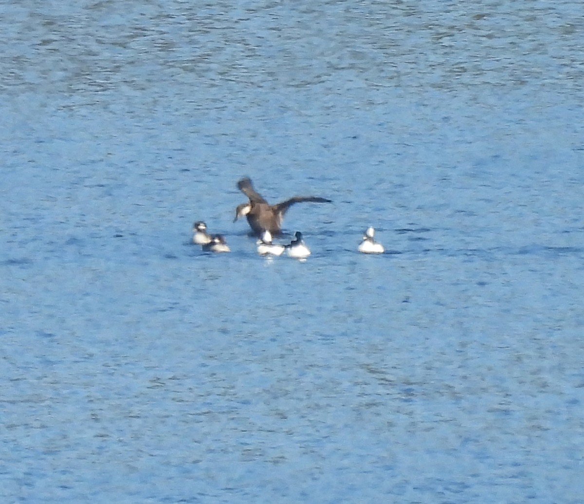 Black Scoter - ML646666130