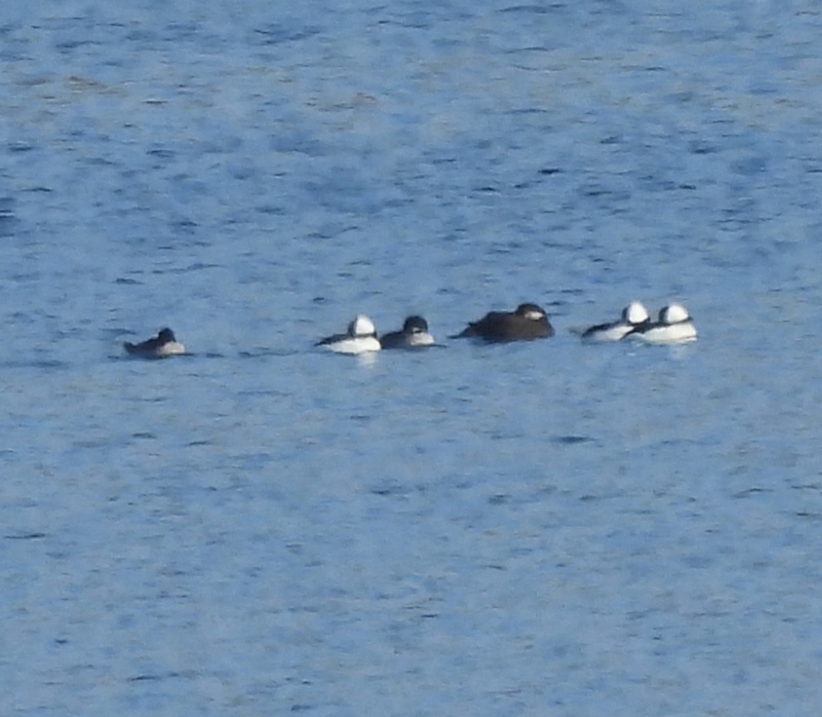 Black Scoter - ML646666132