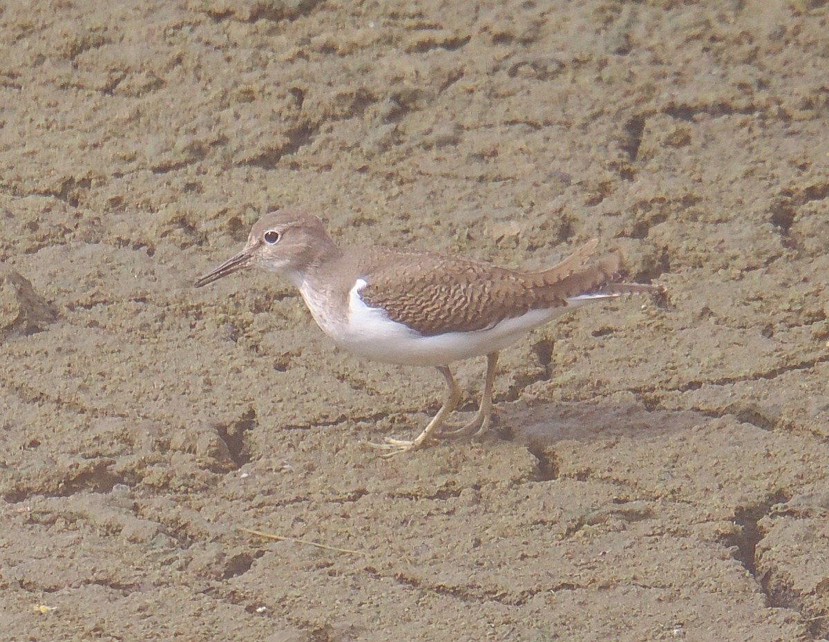 Common Sandpiper - ML646666133
