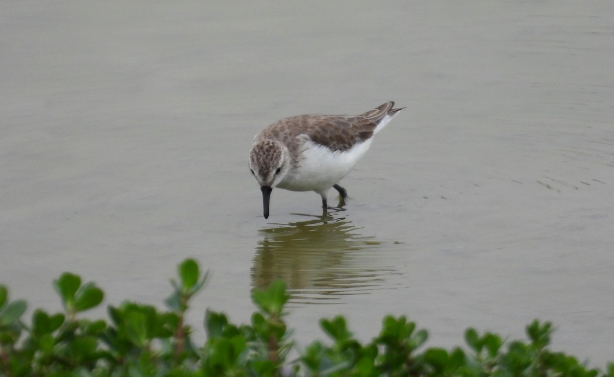 Semipalmated Sandpiper - ML646666143