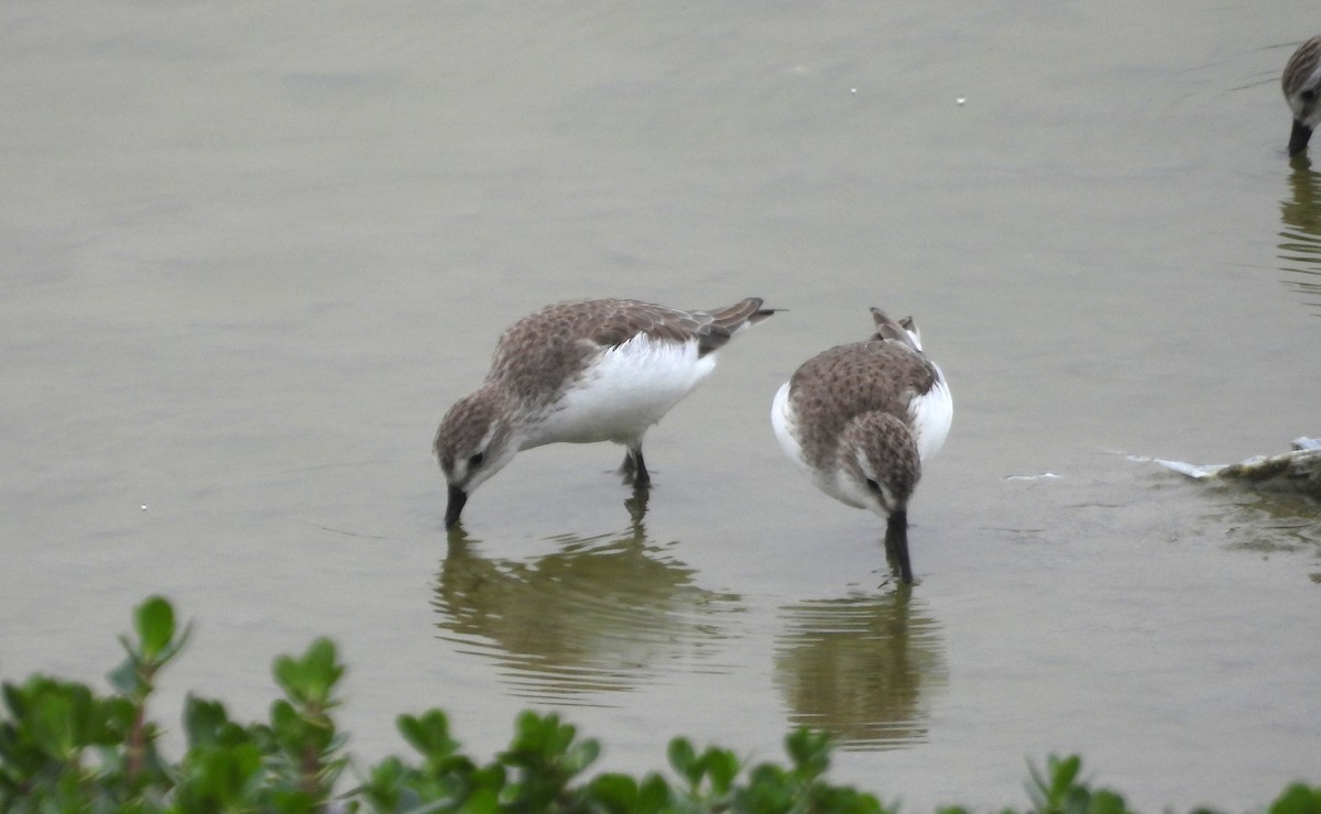 Semipalmated Sandpiper - ML646666144