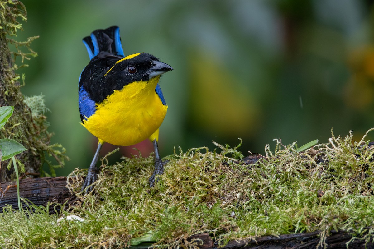 Blue-winged Mountain Tanager - ML646666145