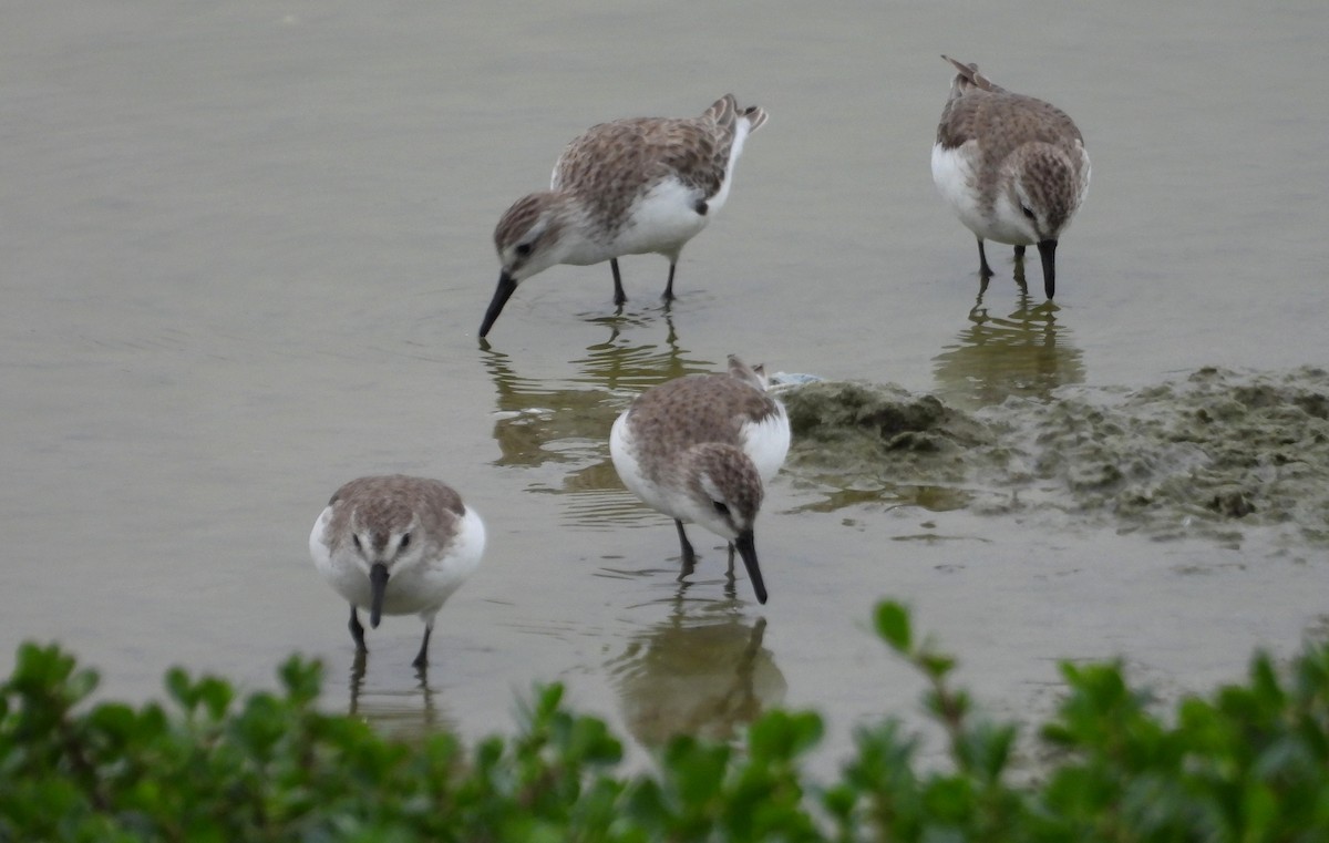 Semipalmated Sandpiper - ML646666146