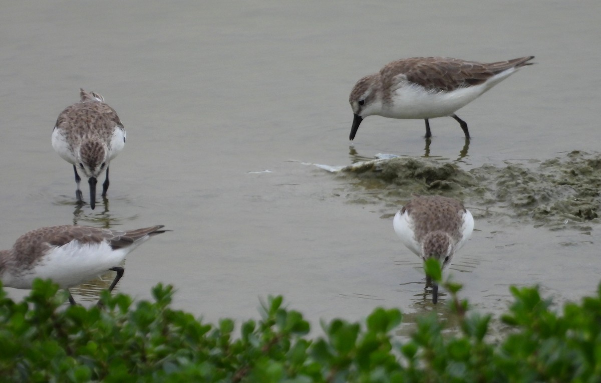 Semipalmated Sandpiper - ML646666147