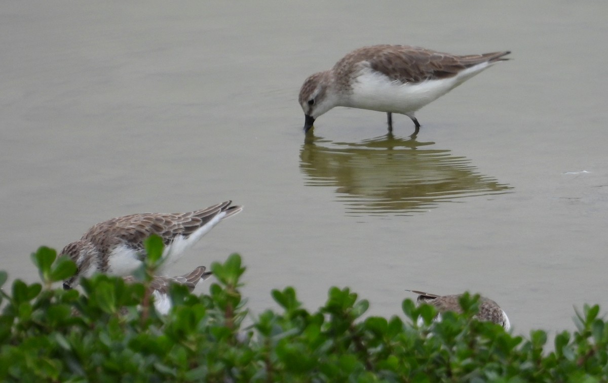 Semipalmated Sandpiper - ML646666148