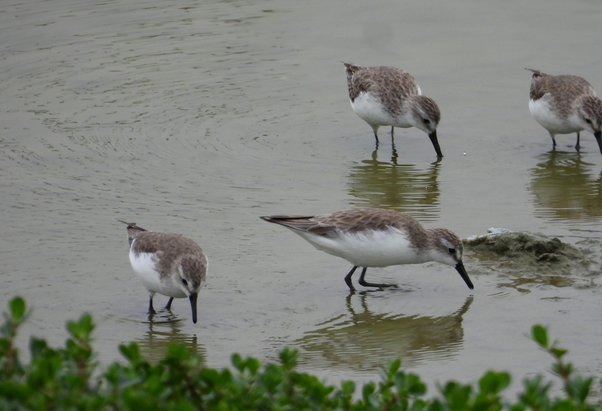 Semipalmated Sandpiper - ML646666149