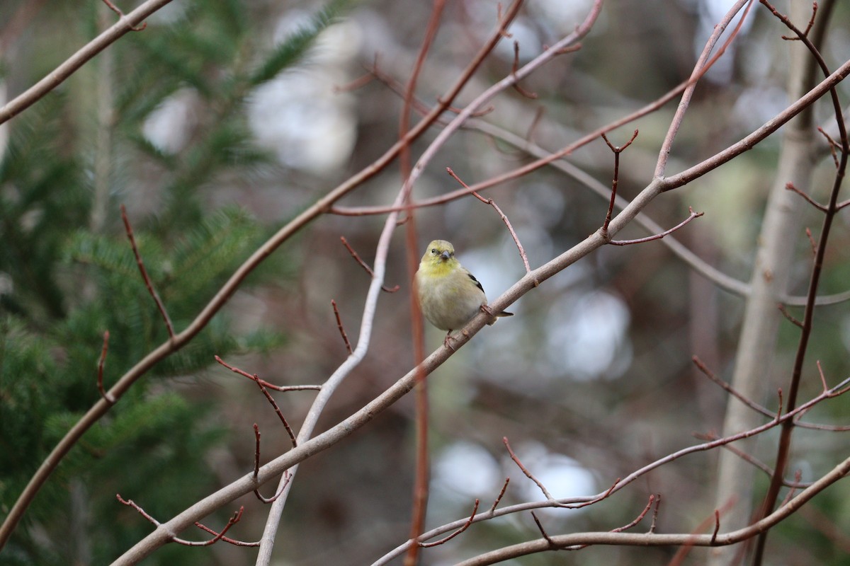 gulstillits - ML646666152