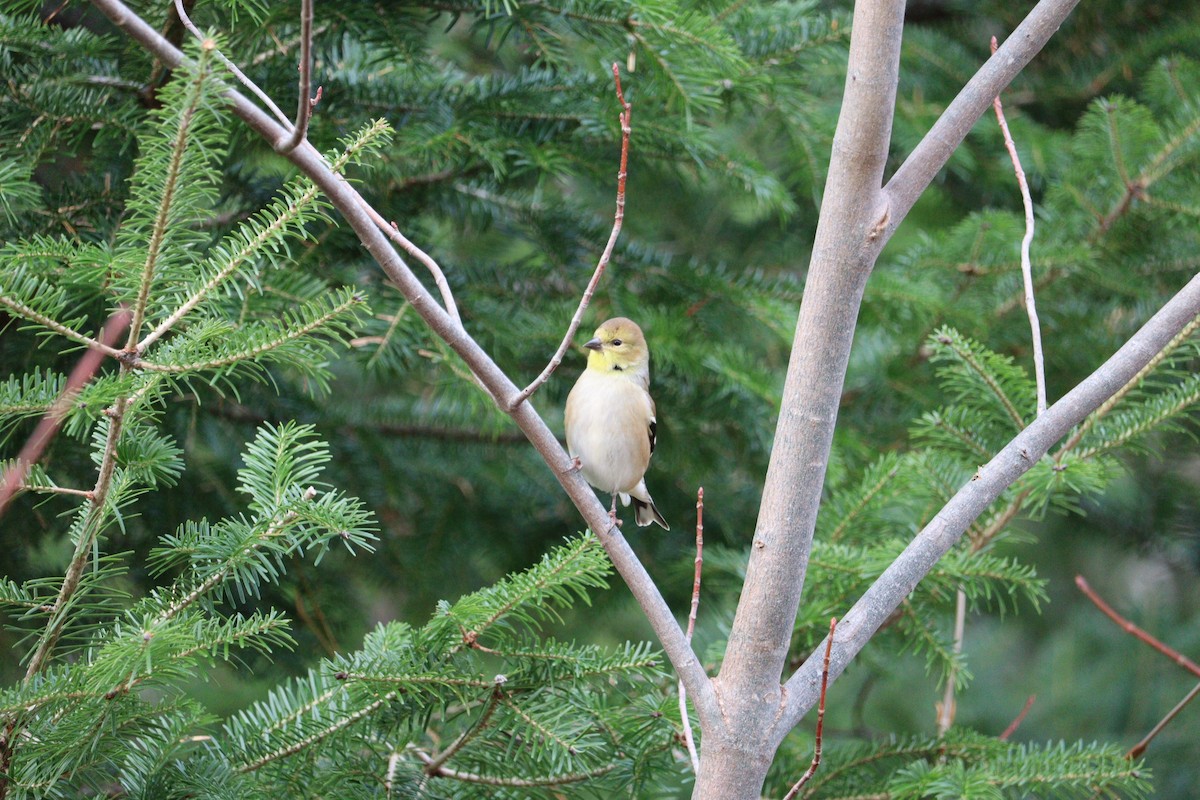 gulstillits - ML646666153