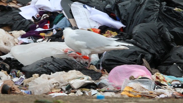 Gaviota Argéntea Americana x Gavión Hiperbóreo (híbrido) - ML646666155