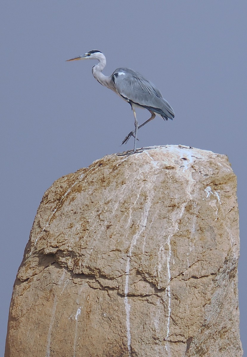 Gray Heron - ML646666156
