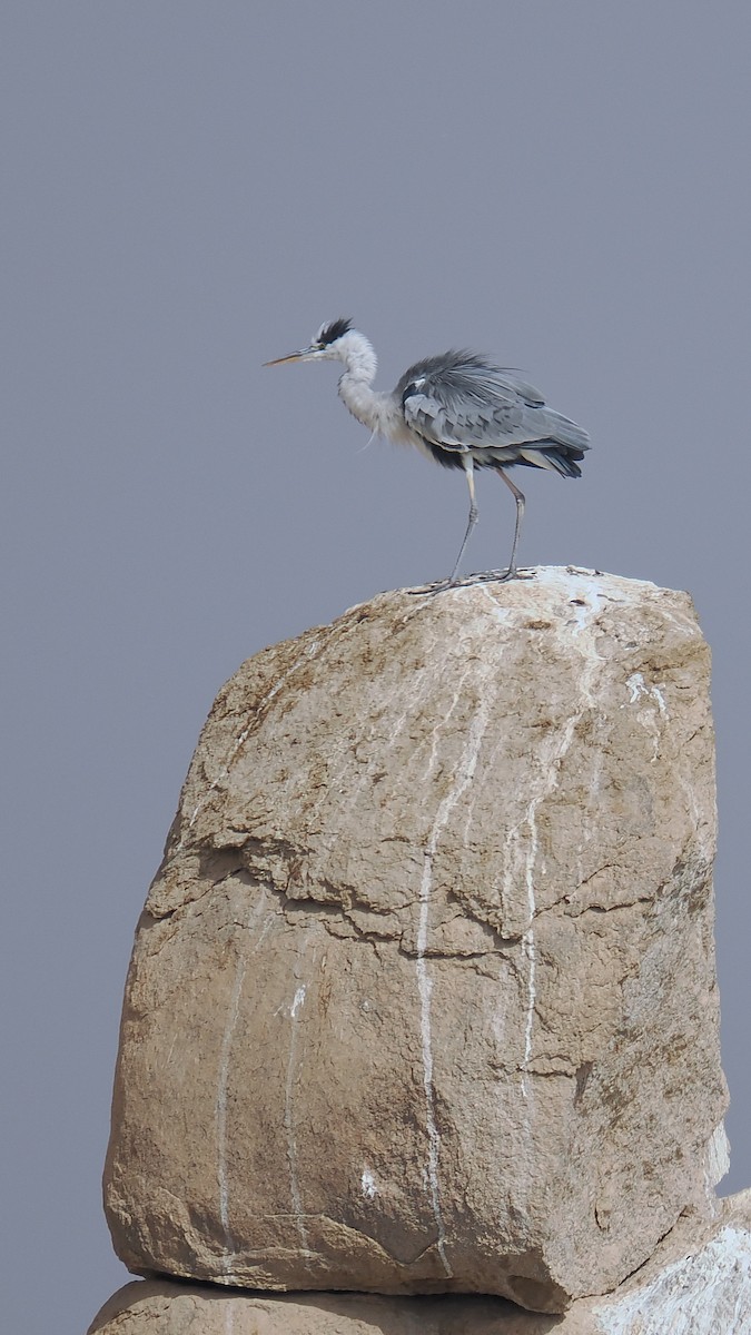 Gray Heron - ML646666157