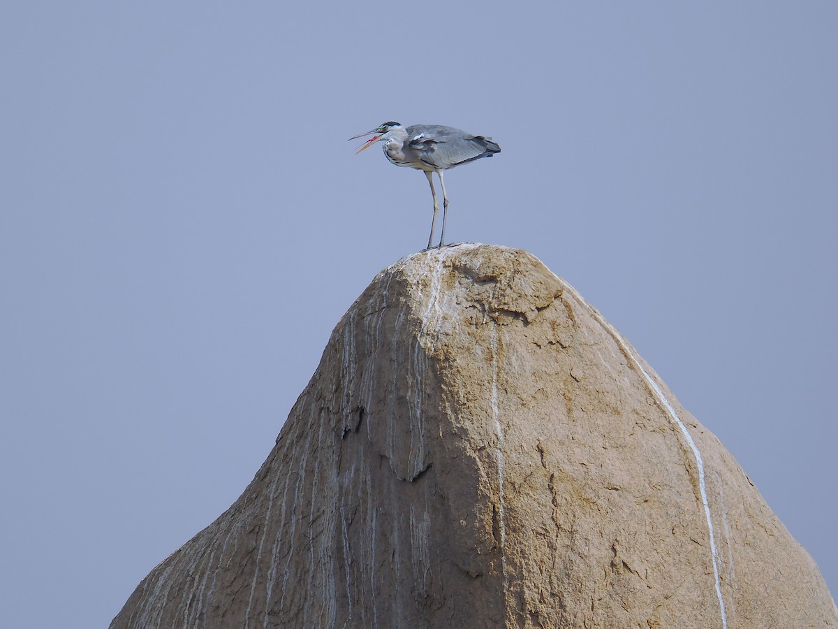 Gray Heron - ML646666158