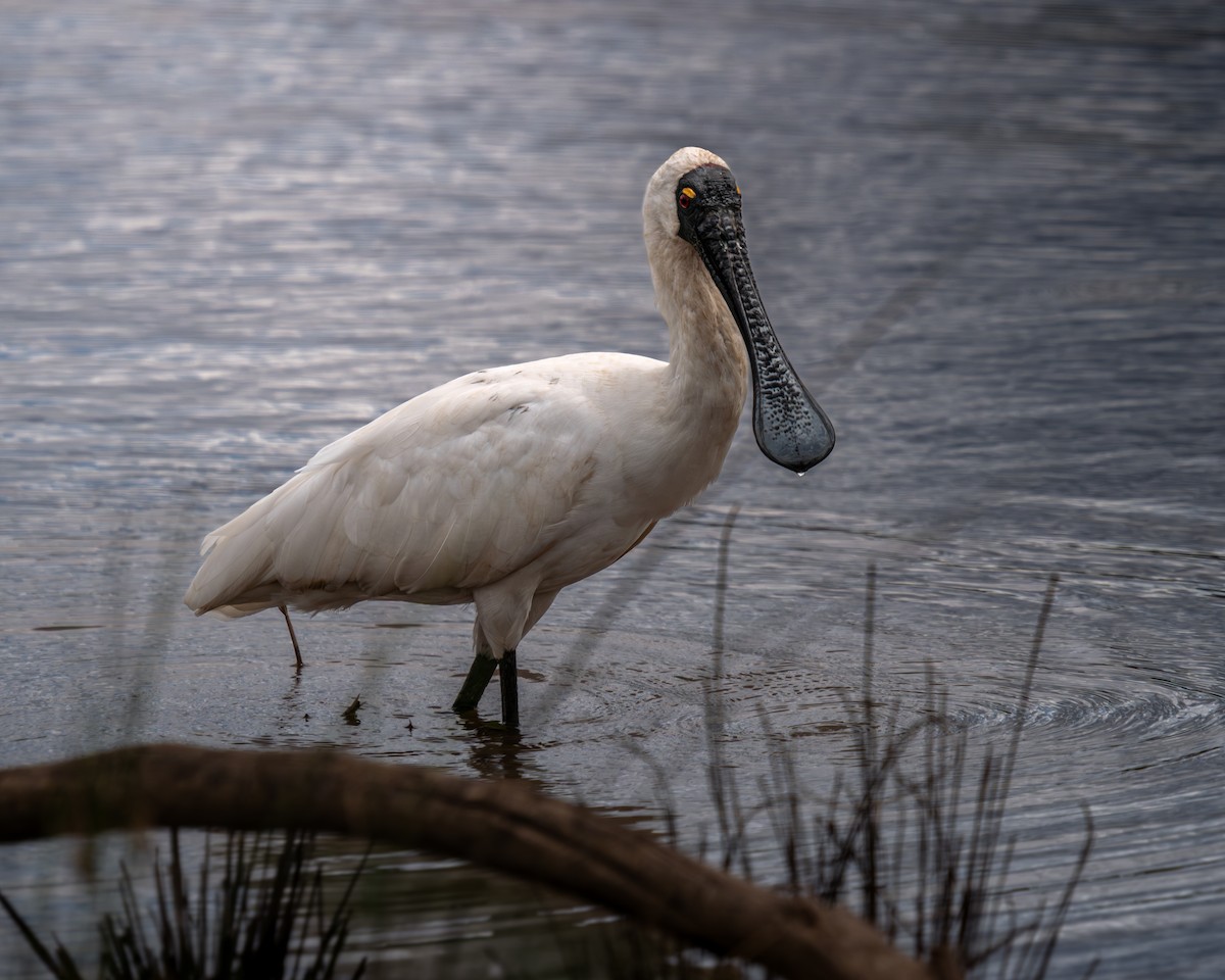 Косар королівський - ML646666172