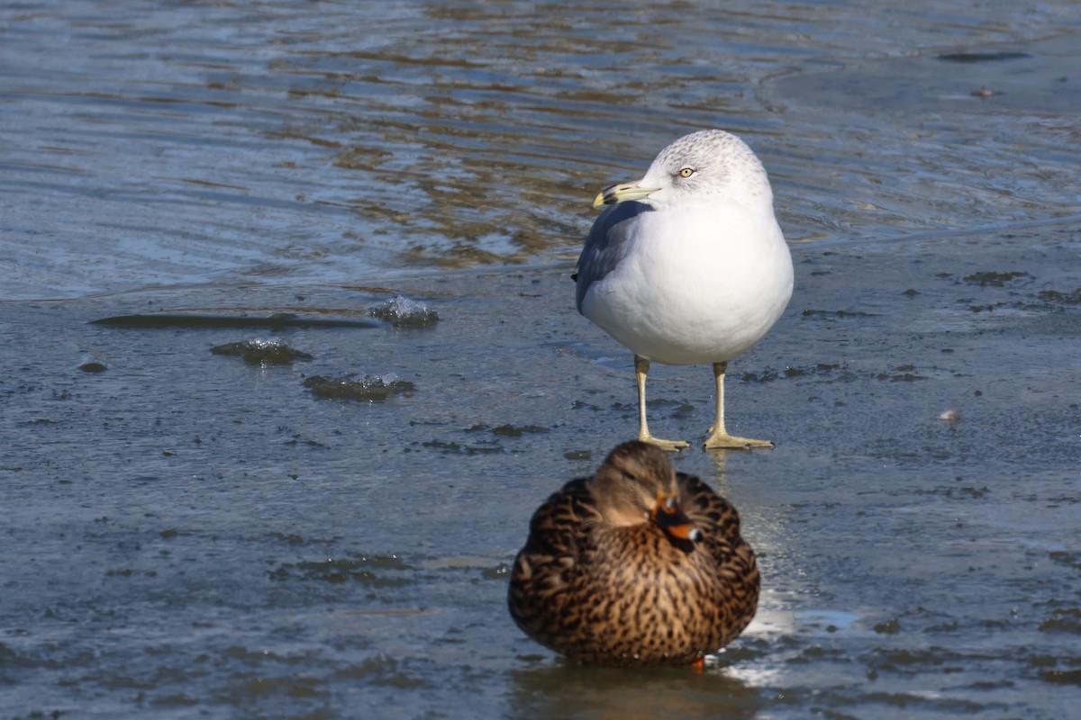 Ringschnabelmöwe - ML646666173