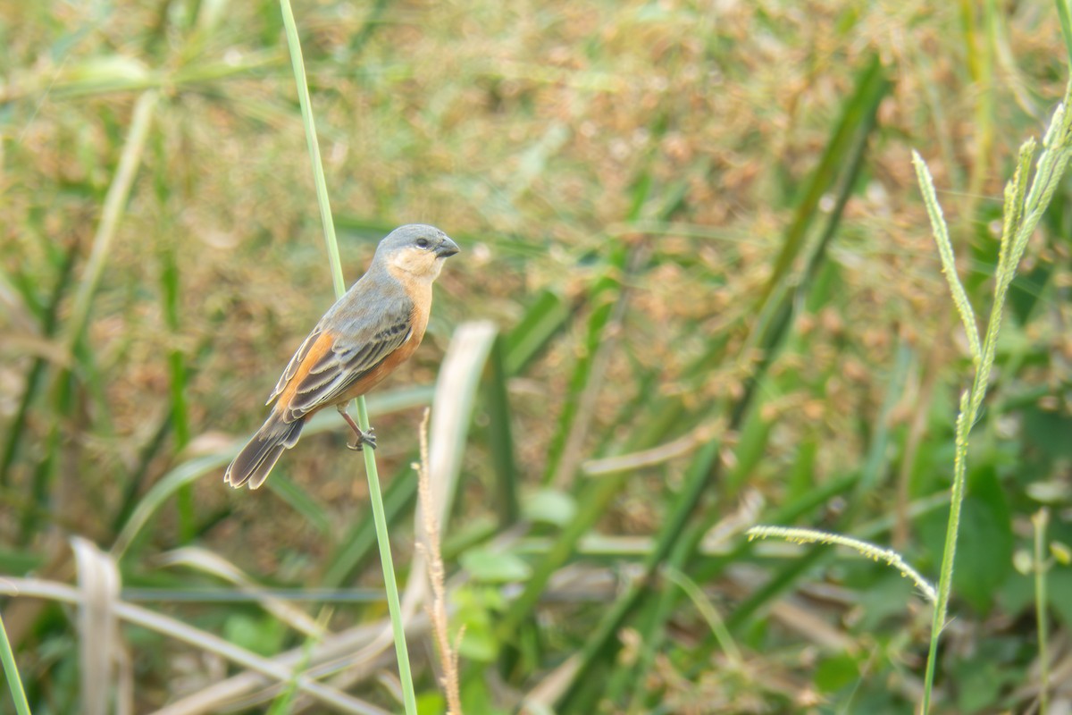 チャバラヒメウソ - ML646666175