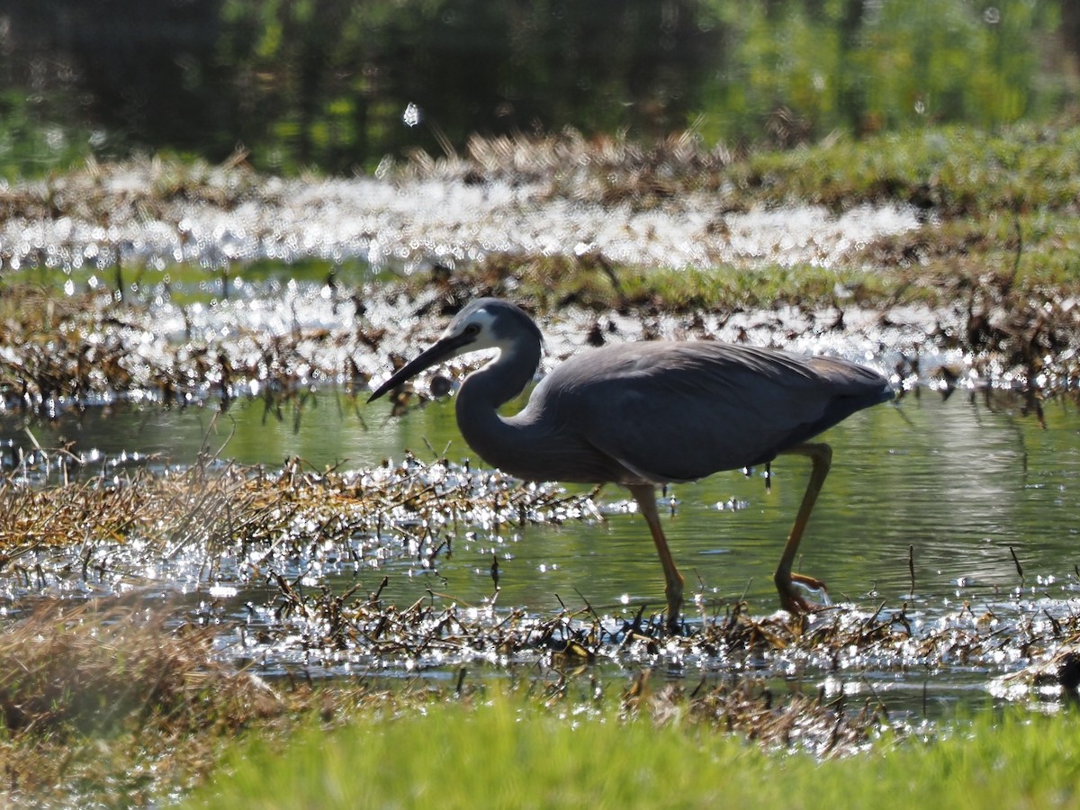 White-faced Heron - ML646666179