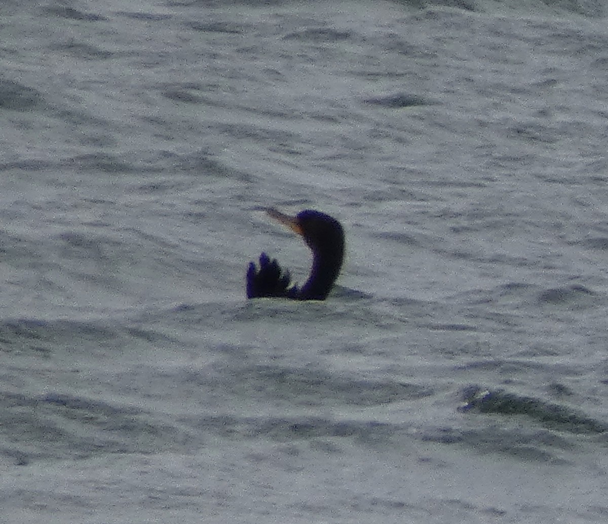 Double-crested Cormorant - ML646666183