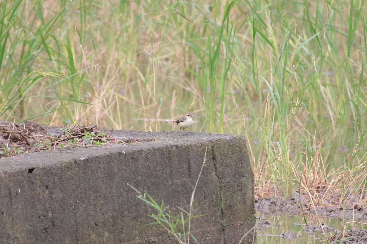 Bergeronnette de Béringie - ML646666184