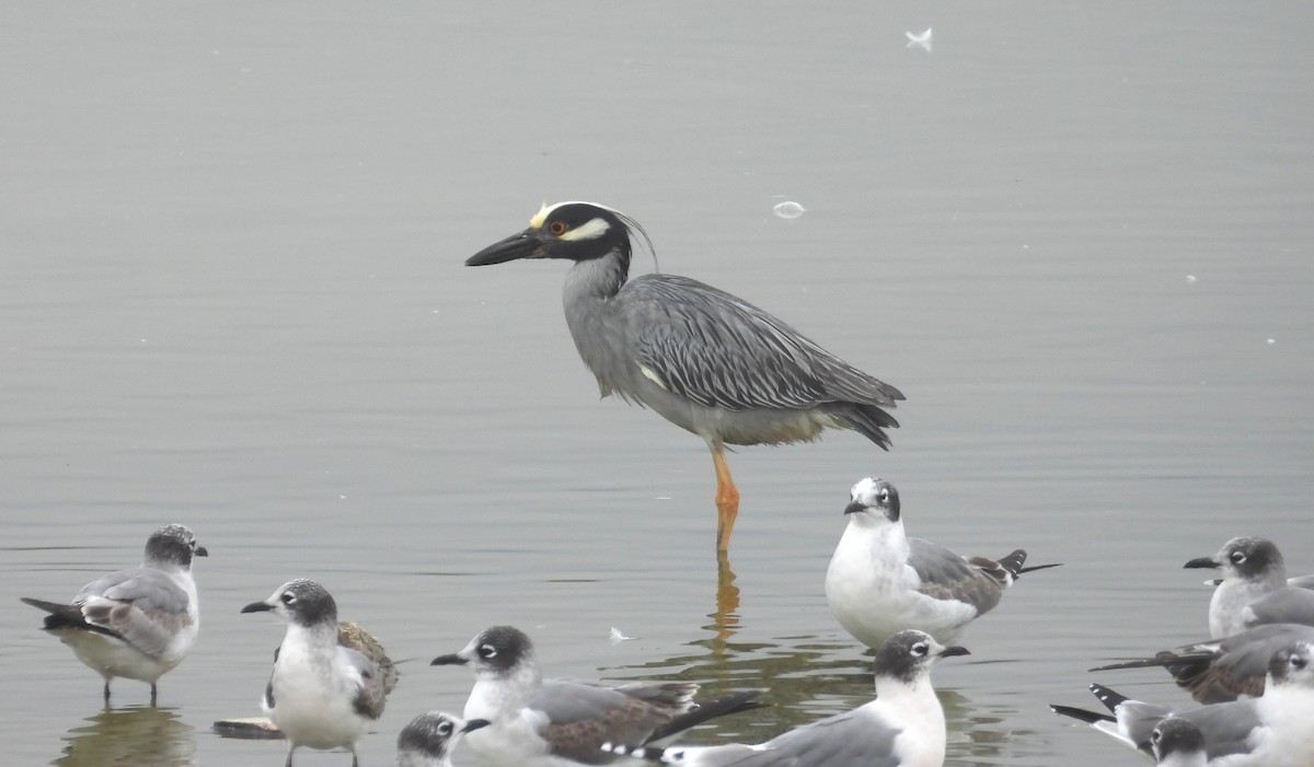 Yellow-crowned Night Heron - ML646666185