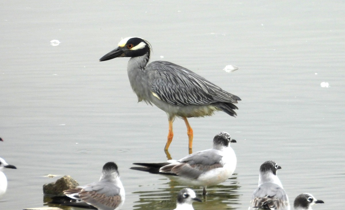 Yellow-crowned Night Heron - ML646666187