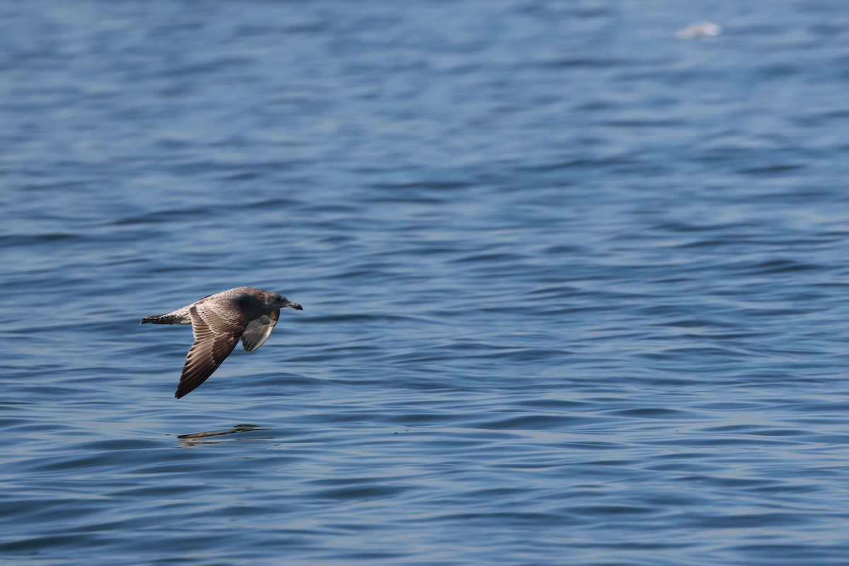 American Herring Gull - ML646666194
