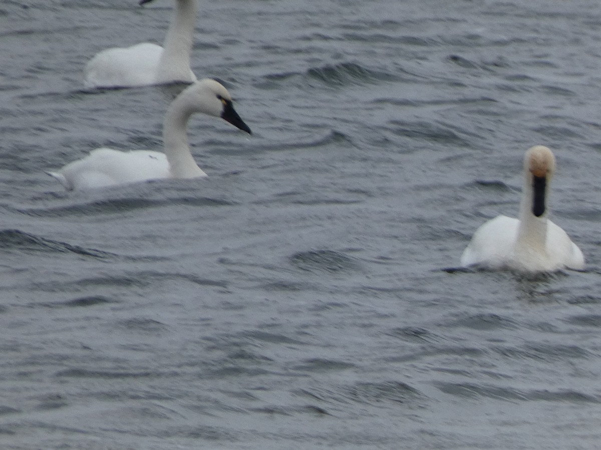 labuť malá - ML646666196