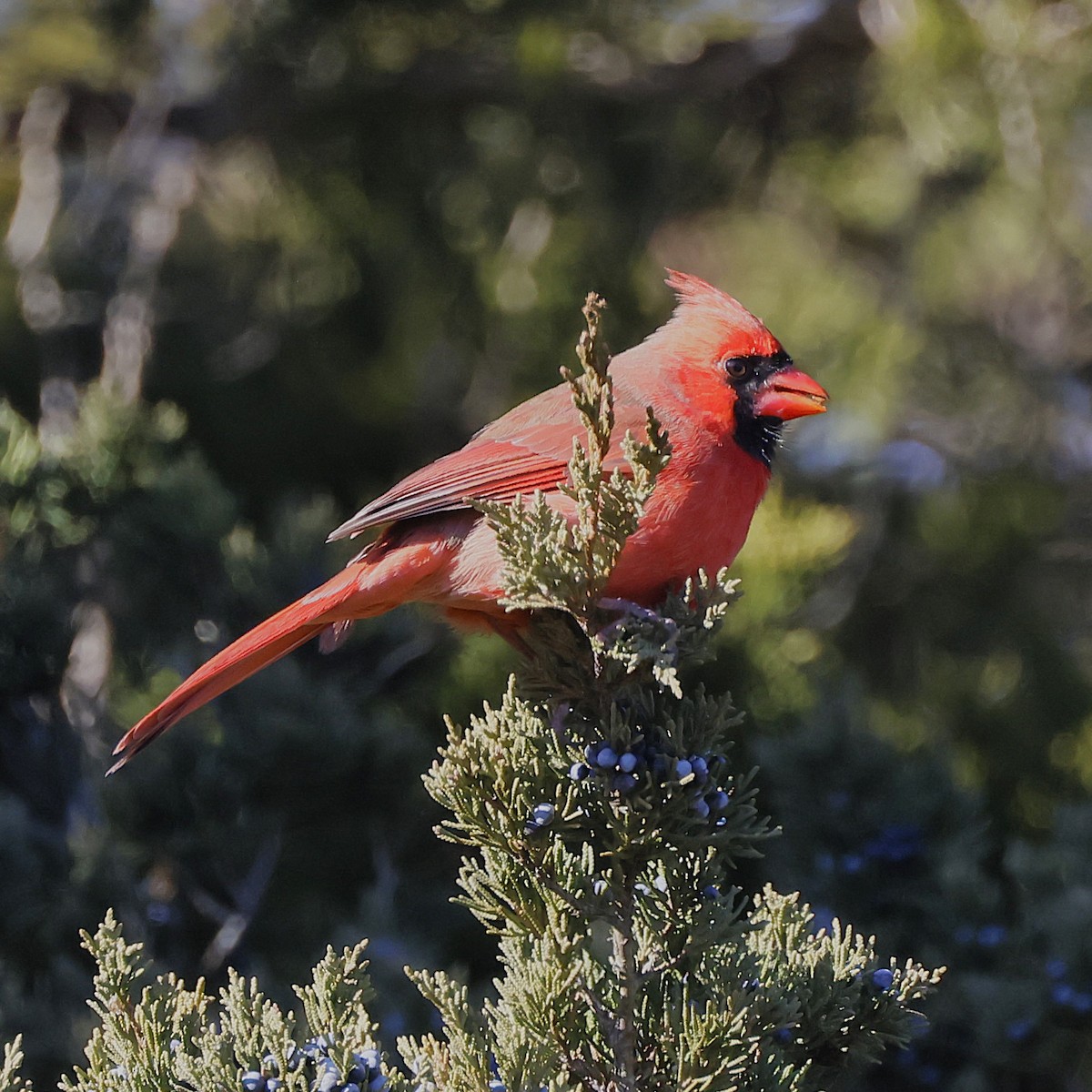 Northern Cardinal - ML646666198