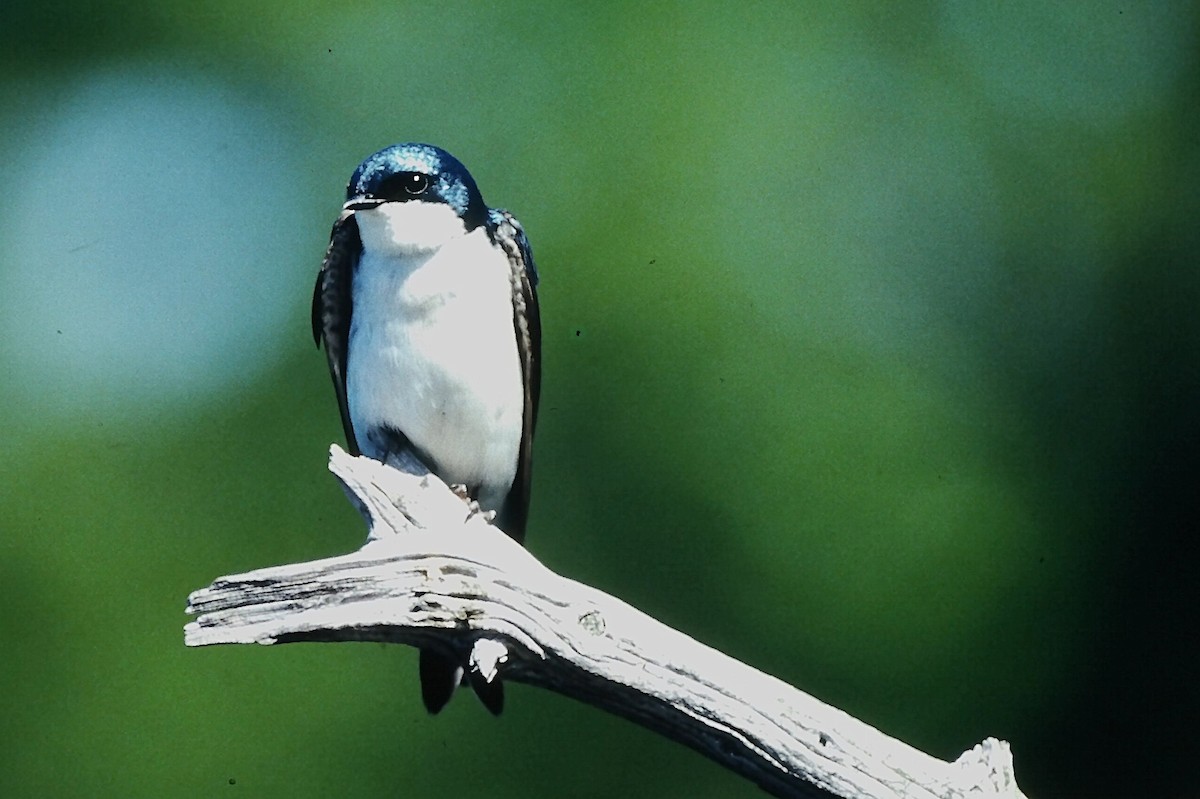 Tree Swallow - ML646666200