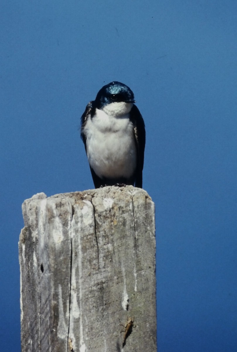 Tree Swallow - ML646666201