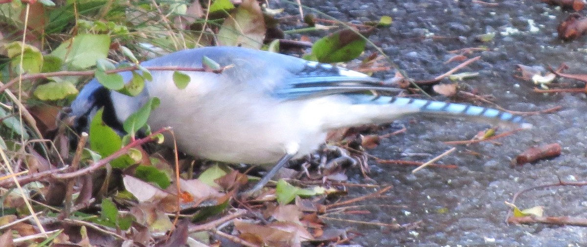 Mavi Karga - ML646666202