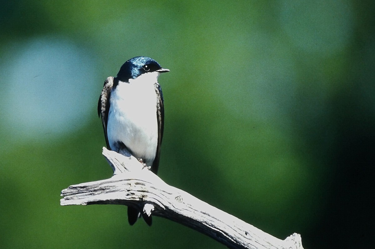 Tree Swallow - ML646666203