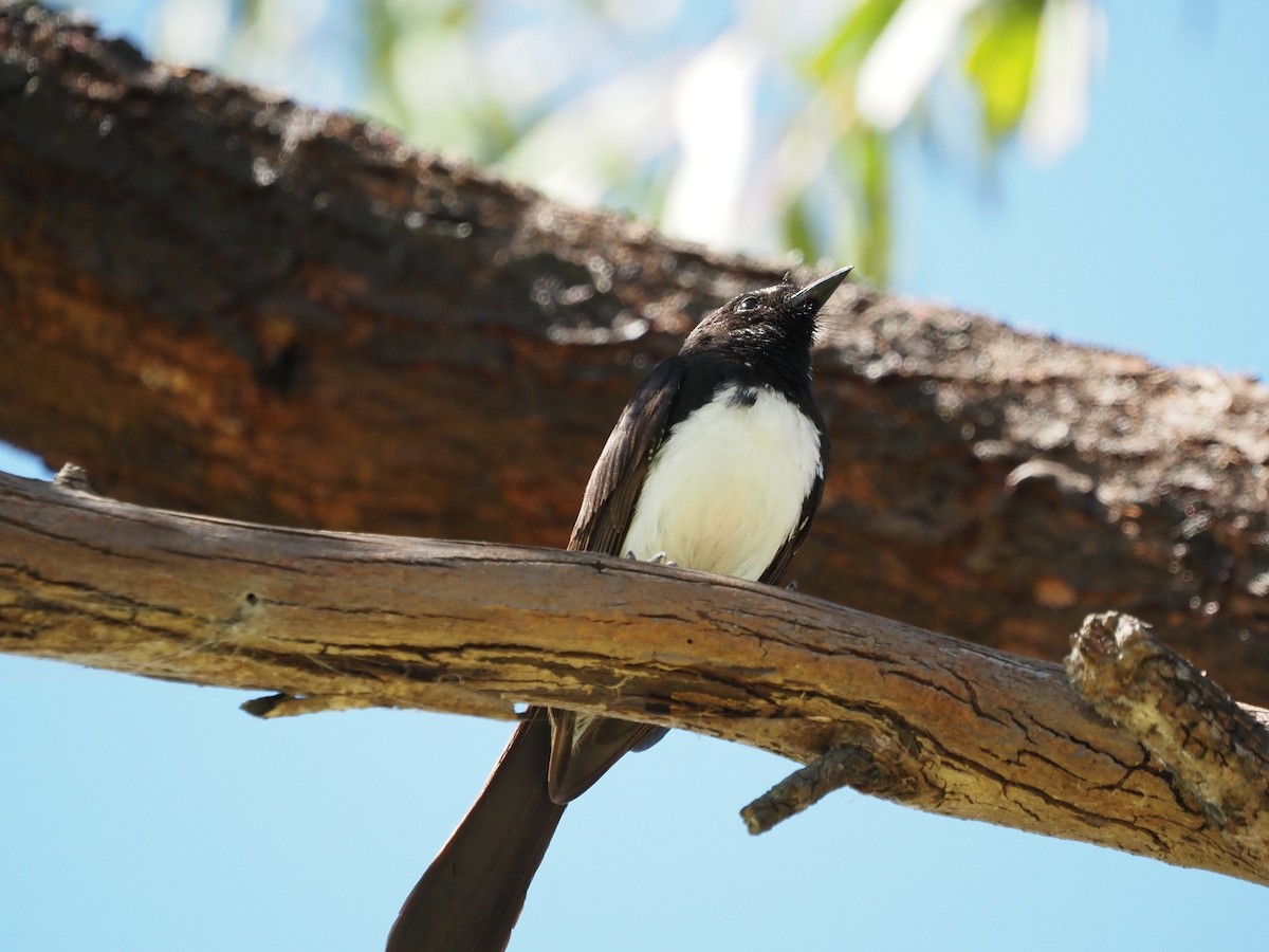 Willie-wagtail - ML646666204