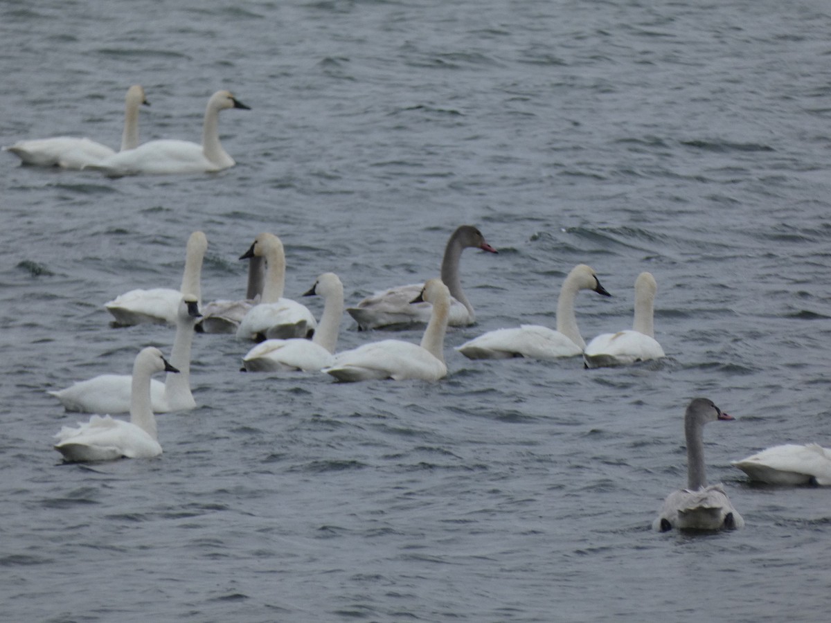 Cigno minore - ML646666210