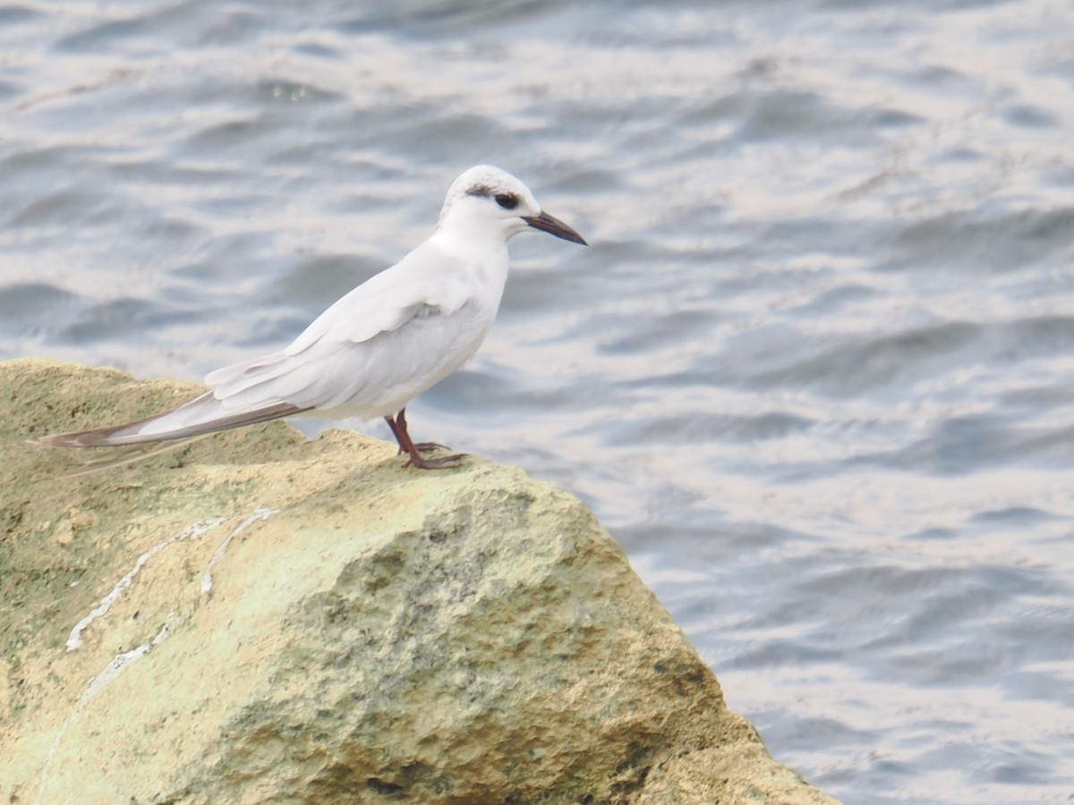 Gull-billed Tern - ML646666214