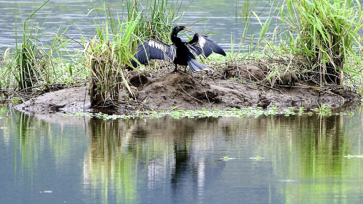 Anhinga - ML646666217
