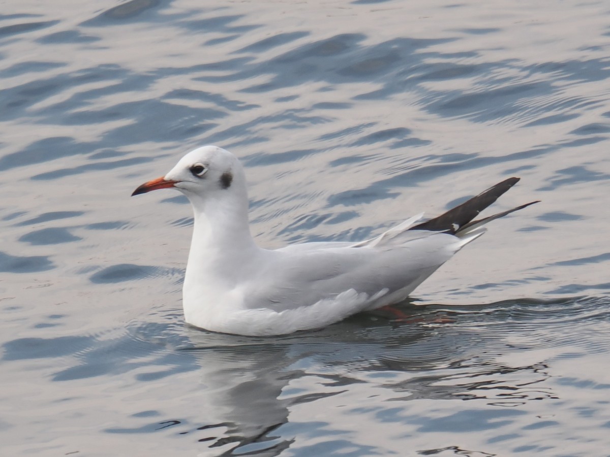 Black-headed Gull - ML646666219