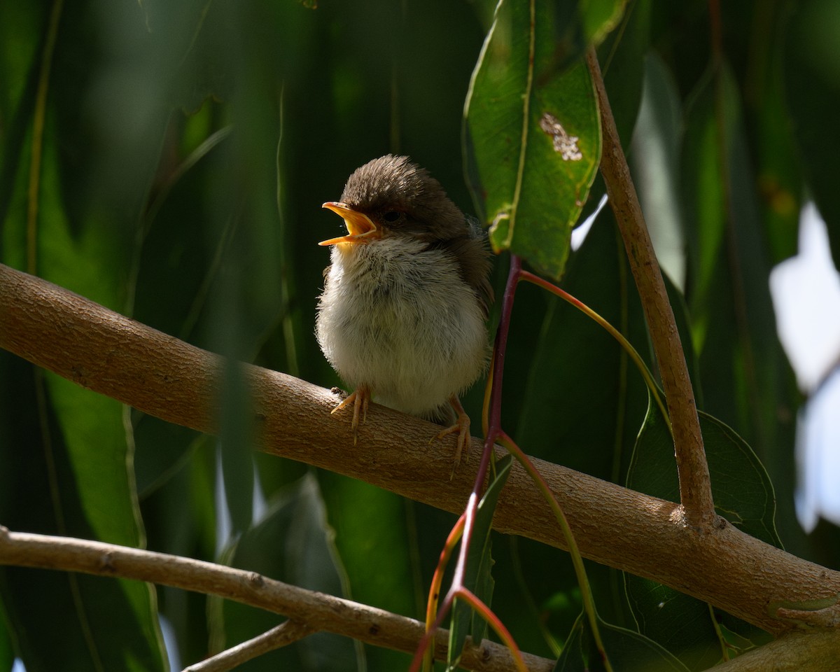modropláštník nádherný - ML646666222