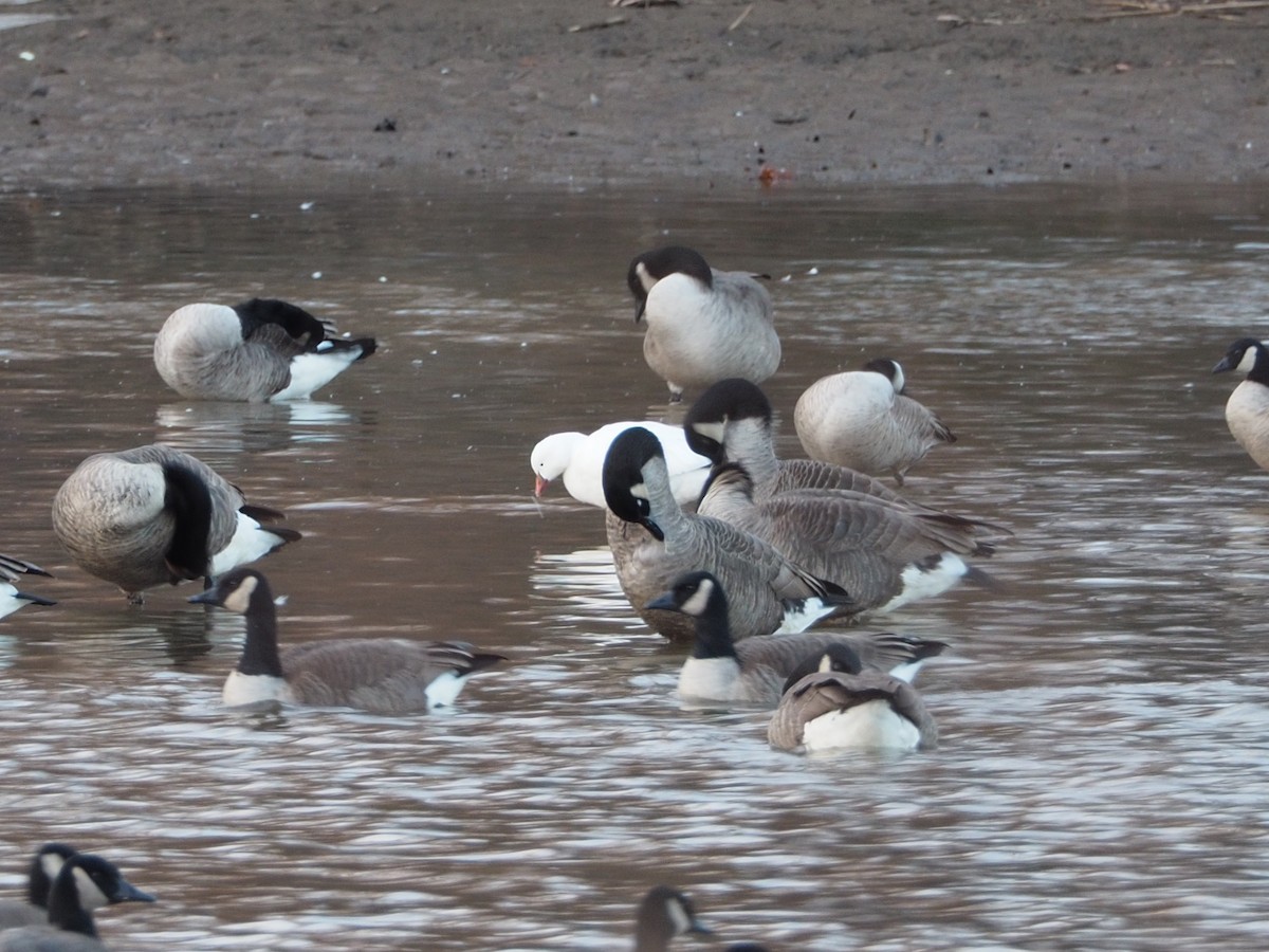 Гуска Роса - ML646666225