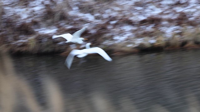 Airone bianco maggiore - ML646666227