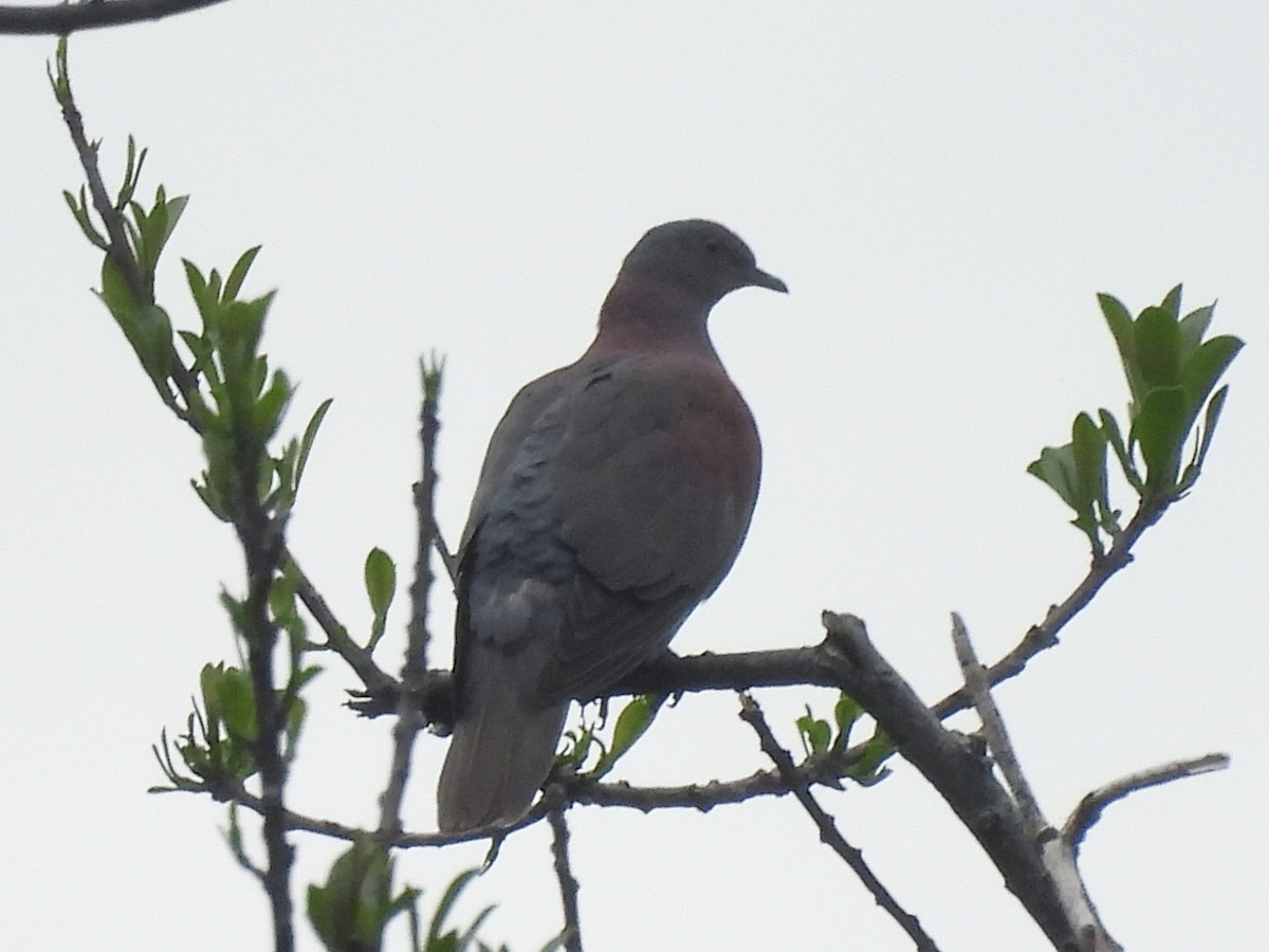 Pale-vented Pigeon - ML646666232