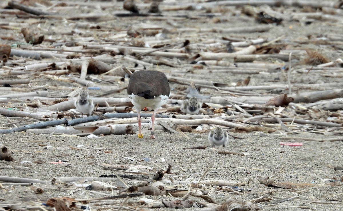 ústřičník americký - ML646666234