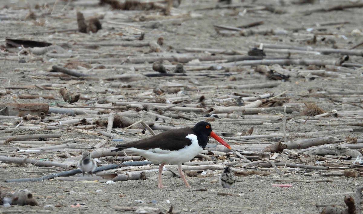 ústřičník americký - ML646666235