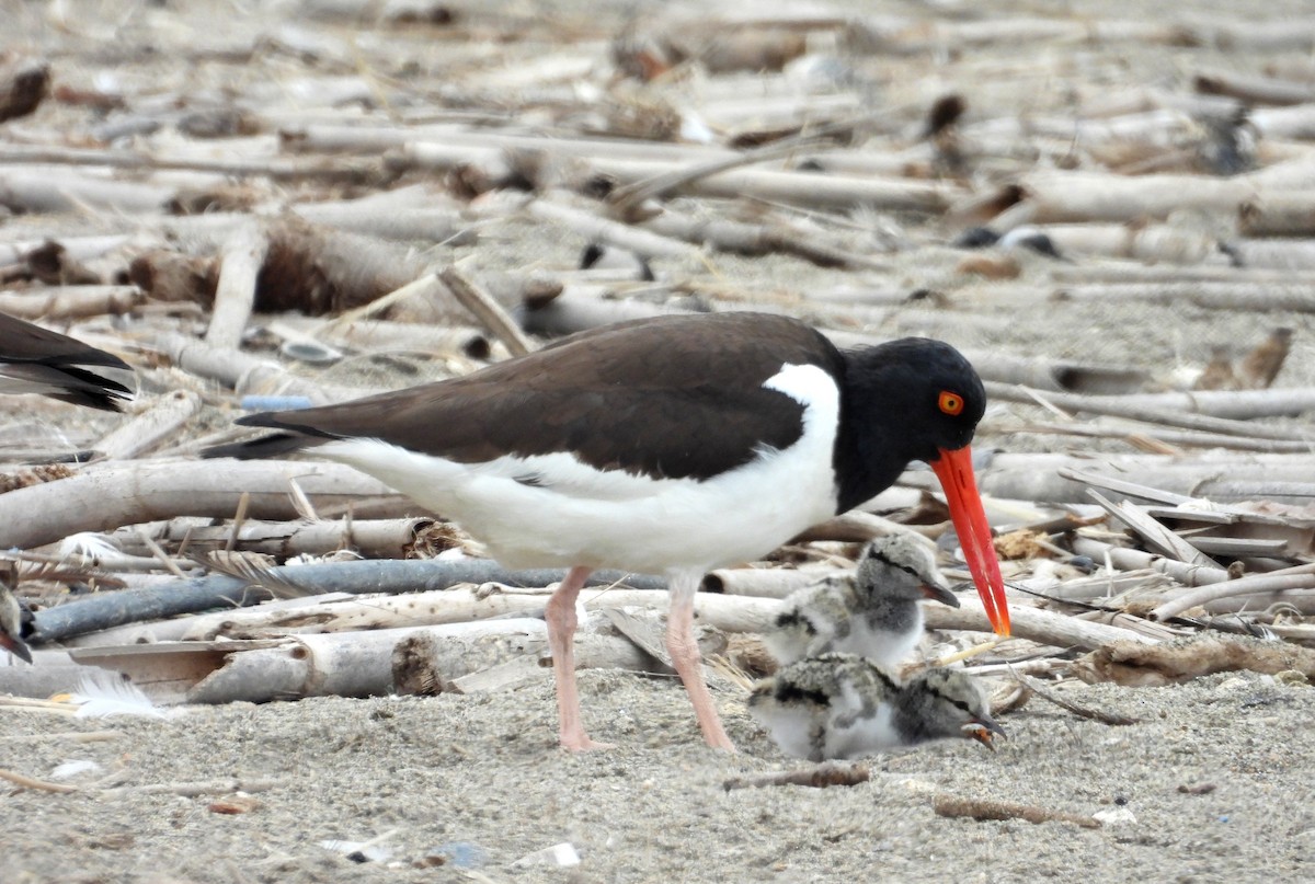 ústřičník americký - ML646666236