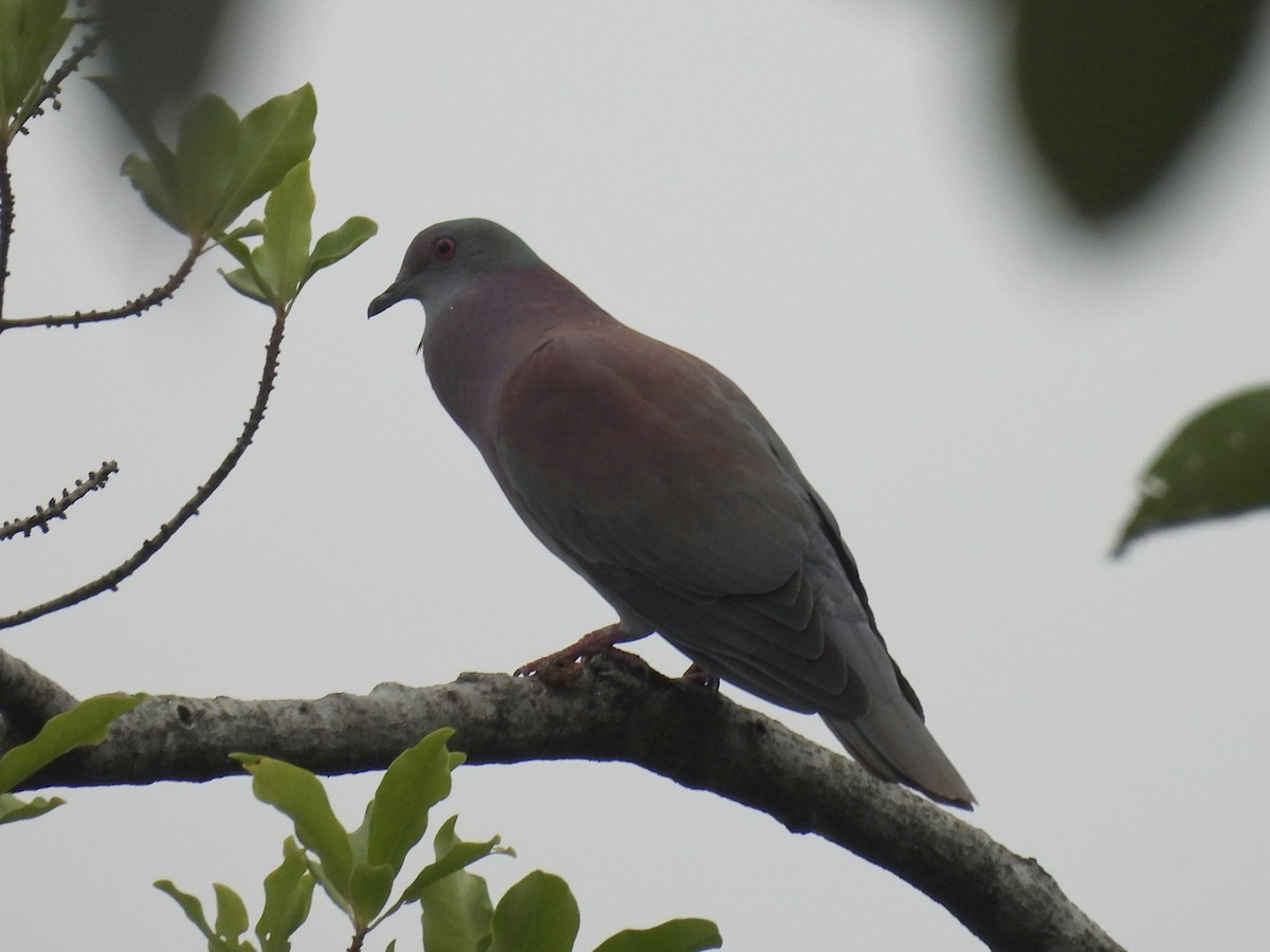 Pale-vented Pigeon - ML646666237