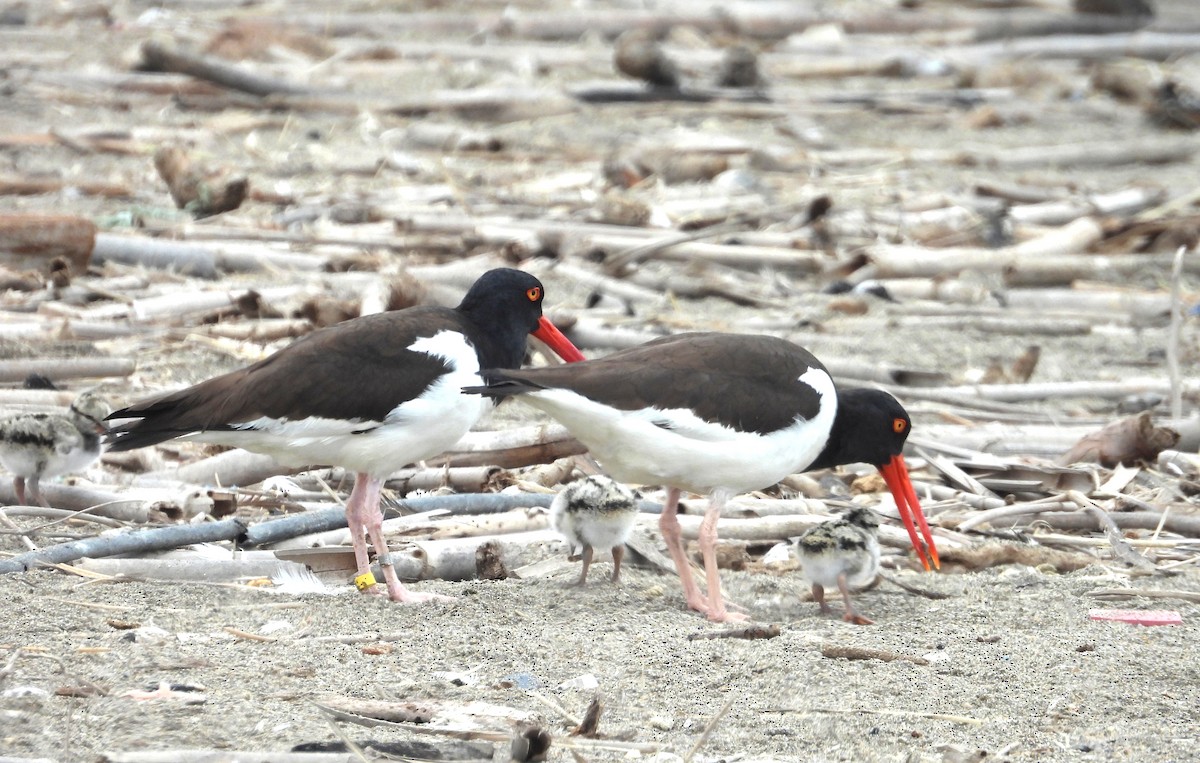 ústřičník americký - ML646666238