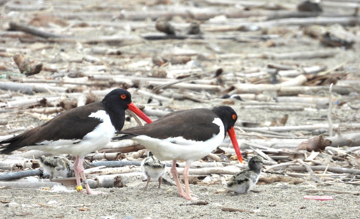 ústřičník americký - ML646666239