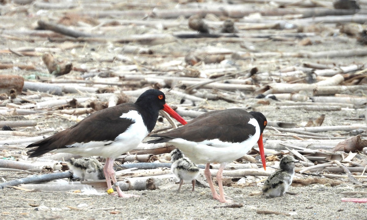 ústřičník americký - ML646666240